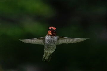 Anna's Hummingbird (Calypte Anna) on Dark Background With Gorget Head-on