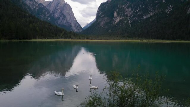 Lake with swan