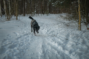 A beautiful black purebred labrador plays in the snow in winter.