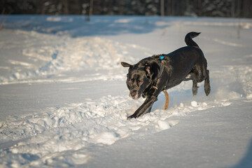 A beautiful black purebred labrador plays in the snow in winter.