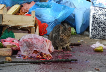 A gray tabby cat in search of food among the garbage