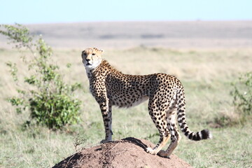 Female cheetah standing on a large termite mount loking for prey