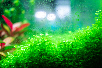 Fototapeta na wymiar Algae in a dirty home aquarium, Micranthemum tweediei Monte Carlo covered with different types of algae