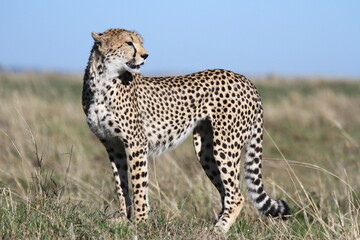 Female looking aroung for prey in Maasai Mara