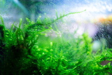 Algae in a home dirty aquarium, moss sp. giant South America covered with different types of algae