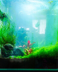Algae in a freshwater aquascape with CO2, a home dirty aquarium with cloudy water, plants overgrown with different types of algae