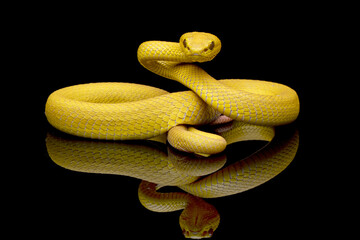 Obraz premium The Yellow White-lipped Pit Viper (Trimeresurus insularis) closeup on branch with black background, Yellow White-lipped Pit Viper closeup