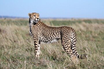Female looking aroung for prey in Maasai Mara