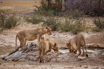 Naklejka na ściany i meble Three African lioness drinking at waterhole in Kgalagadi transfrontier park, South Africa; Specie panthera leo family of felidae