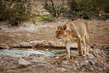 African lioness walking along waterhole in Kgalagadi transfrontier park, South Africa; Specie panthera leo family of felidae