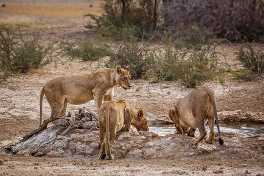 Three African lioness drinking at waterhole in Kgalagadi transfrontier park, South Africa; Specie panthera leo family of felidae