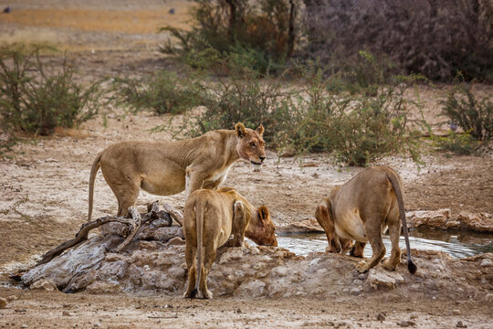 Three African lioness drinking at waterhole in Kgalagadi transfrontier park, South Africa; Specie panthera leo family of felidae