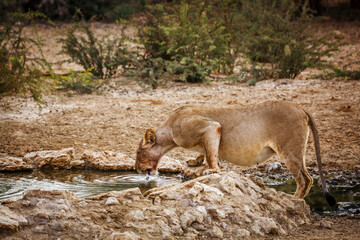 African lioness drinking in waterhole in Kgalagadi transfrontier park, South Africa; Specie panthera leo family of felidae