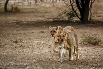 Naklejka na ściany i meble Two African lioness walking front view in dry land in Kgalagadi transfrontier park, South Africa; Specie panthera leo family of felidae