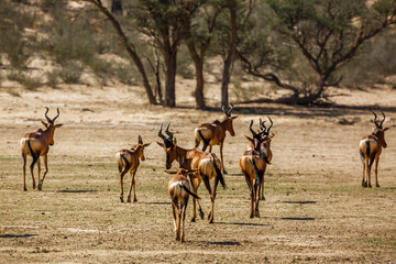 Small group of Hartebeest walking in dry land in Kgalagadi transfrontier park, South Africa; specie Alcelaphus buselaphus family of Bovidae