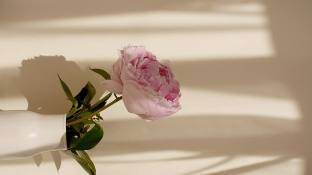 Light and shadows from from leaves of the peony. Wind blows through the open window in the room. Waving white tulle near the window. Transparent soft light and shadow on wall. High quality 4k footage