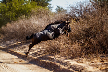 Blue wildebeest jumping over savari road in Kgalagadi transfrontier park, South Africa ; Specie Connochaetes taurinus family of Bovidae - obrazy, fototapety, plakaty