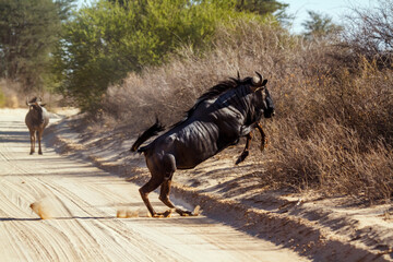 Blue wildebeest jumping over savari road in Kgalagadi transfrontier park, South Africa ; Specie Connochaetes taurinus family of Bovidae