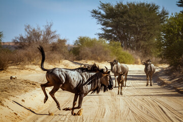 Blue wildebeest running crossing safari road in Kgalagadi transfrontier park, South Africa ; Specie Connochaetes taurinus family of Bovidae - obrazy, fototapety, plakaty