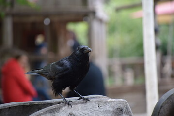 Krähe