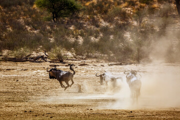 Group of Blue wildebeest running out Ã§in Kgalagadi transfrontier park, South Africa ; Specie Connochaetes taurinus family of Bovidae