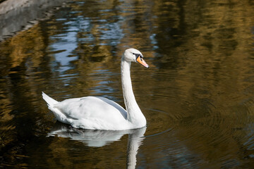 A white swan swims in the pond of the city park. Russia. Close-up of a bird in the water.