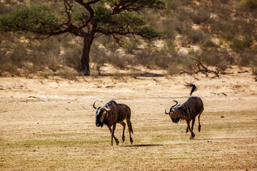 Naklejka na ściany i meble Two Blue wildebeest running out in dry land in Kgalagadi transfrontier park, South Africa ; Specie Connochaetes taurinus family of Bovidae