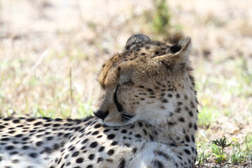 Portrait of a female cheetah resting after a sucessful hunt