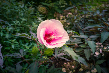 Hibiskus im Garten. © Michael Kremer