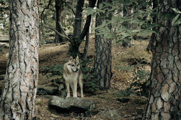 Obraz premium nature german forests animals wildlife