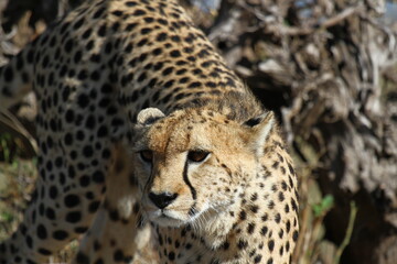 Portrait of a female cheetah looking around for prey