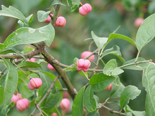 Die roten Früchte des Pfaffenhütchens, Euonymus europaea und die grünen Blätter im September