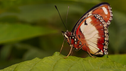 butterfly on a flower