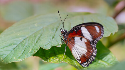 butterfly on leaf