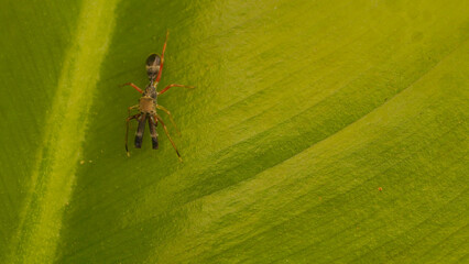 ant-mimicking jumping spiders on leaf