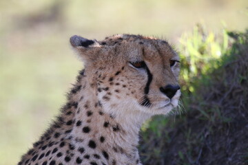 Portrait of a female cheetah looking around for prey