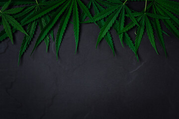 Cannabis leaves on black stone background,