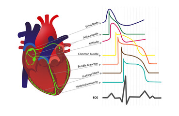 Cardiac conduction system showing different waves pattern from heart action potential. ECGEKG wave construction.