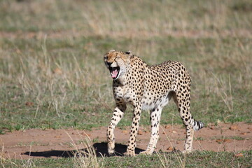 Female calling her cubs and looking aroung for prey in Maasai Mara