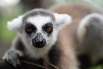 Lemur against a green background. Portrait of a ring-tailed lemur. Lemuriformes.