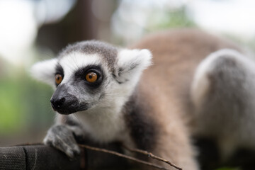 Lemur against a green background. Portrait of a ring-tailed lemur. Lemuriformes.