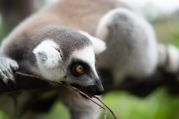 Lemur against a green background. Portrait of a ring-tailed lemur. Lemuriformes.