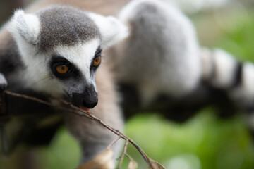 Lemur against a green background. Portrait of a ring-tailed lemur. Lemuriformes.