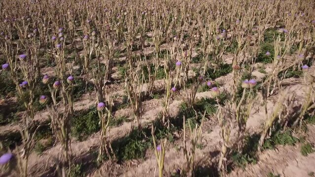 Aerial view of blue blooming artichoke field rows.