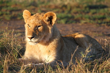 Portrait of a cute lion cub looking into camera