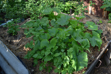 Potatoes and pumpkin grow together in a tall compost bed covered with dry grass, surrounded by raspberry bushes. Mixed garden.
