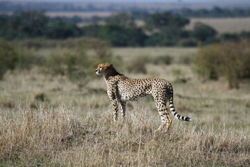 Female cheetah looking aroung for prey in Maasai Mara
