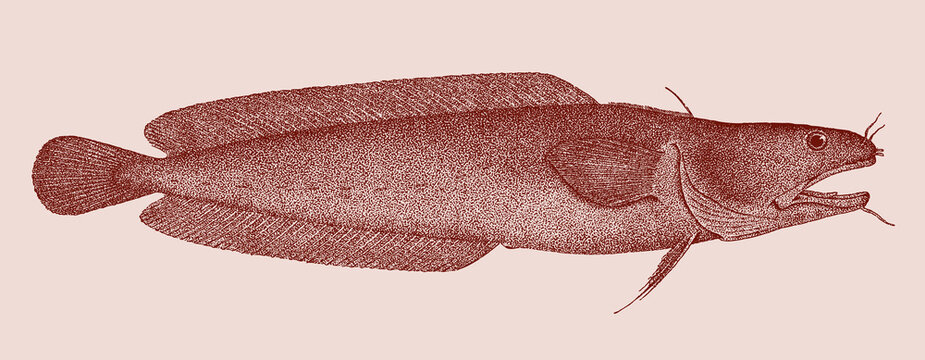 Northern rockling ciliata septentrionalis, marine fish in side view