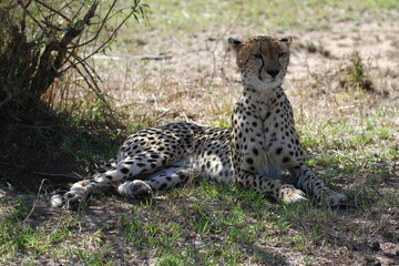 Female cheetah resting in the shade of a termite hill