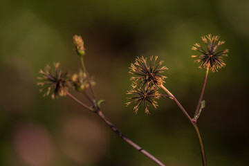 Fallen flowers on blurred autumn background. 
